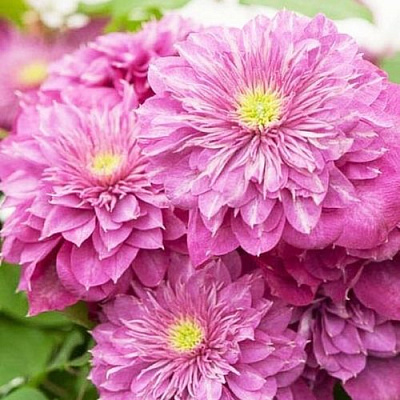 Клематис КАЙЗЕР в Лиде