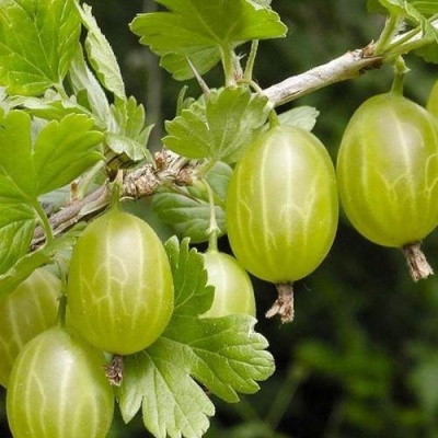 Крыжовник УРАЛЬСКИЙ ИЗУМРУД в Лиде