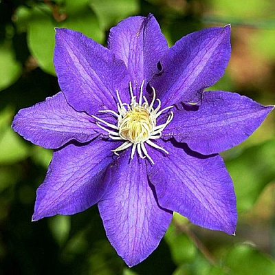 Клематис ЗЕ ПРЕЗИДЕНТ в Лиде