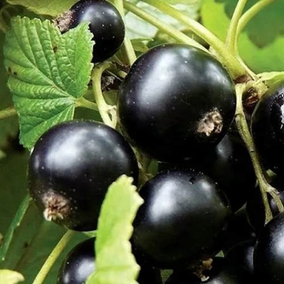 Смородина чёрная ЛЕНТЯЙ в Лиде