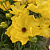 Ранункулюс АРТЕМИДА баттерфляй в Лиде