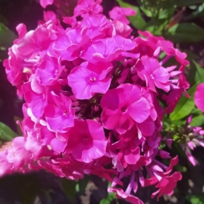 Флокс БАМБИНИ ДИЗАЙР метельчатый в Лиде