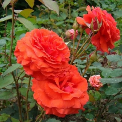Роза АНЖЕЛИКА чайно-гибридная  в Лиде
