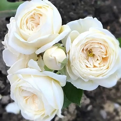 Роза АРТЕМИС шраб в Лиде