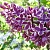 Сирень СЕНСАЦИЯ (привитая) в Лиде