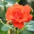 Роза АНЖЕЛИКА чайно-гибридная  в Лиде