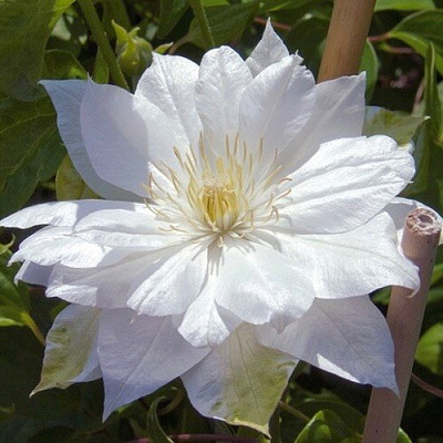 Клематис ДАЧЕСС ОФ ЭДИНБУРГ в Лиде