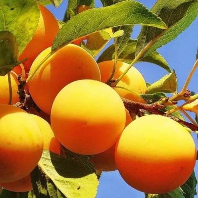 Слива МЕДОВАЯ ЖЁЛТАЯ в Лиде
