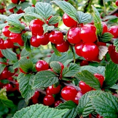 Вишня ВОСТОРГ войлочная в Лиде