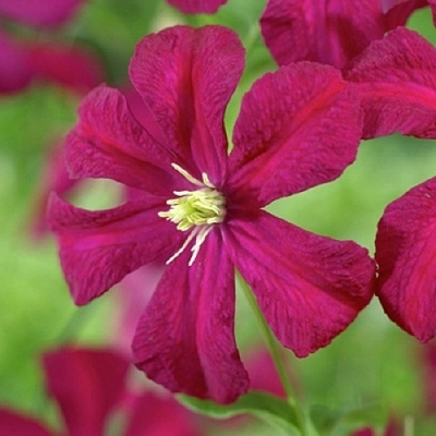 Клематис МАДАМ ДЖУЛИЯ КОРРЕВОН в Лиде