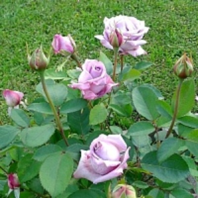 Роза МАЙЗЕР чайно-гибридная  в Лиде