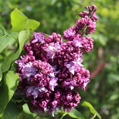 Сирень МАРШАЛ МАЛИНОВСКИЙ в Лиде