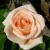 Роза ОСИАНА чайно-гибридная  в Лиде