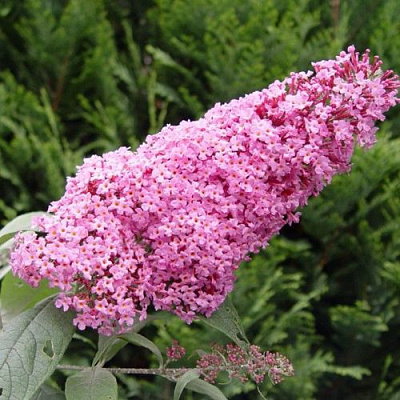 Буддлея давида ПИНК ДЕЛАЙТ в Лиде