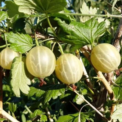 Крыжовник БЕЛОРУCСКИЙ САХАРНЫЙ 2 в Лиде