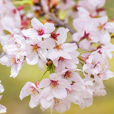 Сакура КОЙО НО МАЙ в Лиде