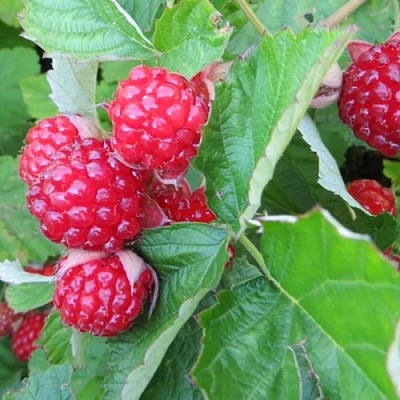 Ежемалина РЕД ДАЙМОНД в Лиде