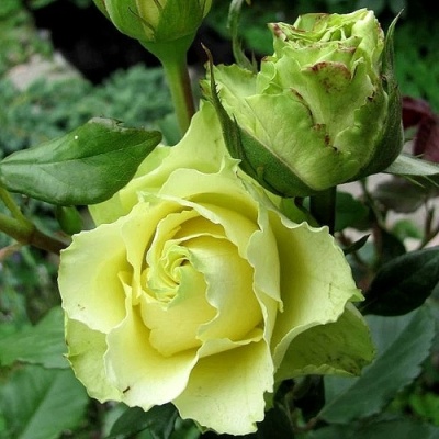 Роза ЛИМБО (ДОЛЛАР) чайно-гибридная  в Лиде