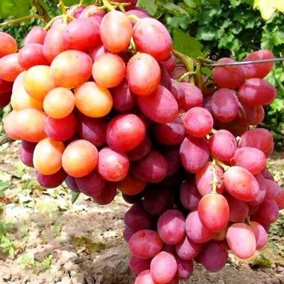 Виноград АНЮТА в Лиде