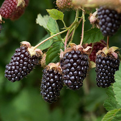 Ежемалина БОЙСЕНБЕРРИ в Лиде
