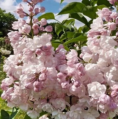 Сирень КРАСАВИЦА МОСКВЫ (привитая) в Лиде