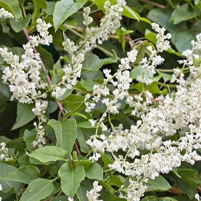 Фаллопия АУБЕРТА в Лиде