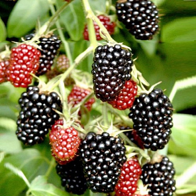 Ежемалина ДАРРОУ в Лиде