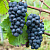 Виноград Пино Нуар