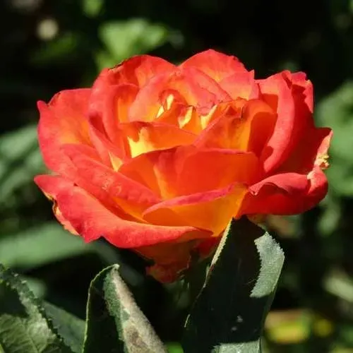 Роза ЛИНА чайно-гибридная  в Лиде