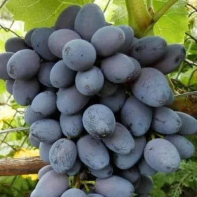 Черный виноград в Лиде