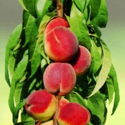 Персик колоновидный в Лиде