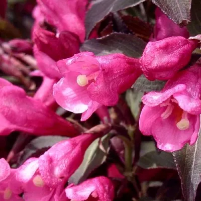 Вейгела цветущая Виктория (Weigela Victoria)