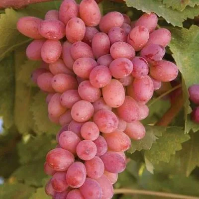 Розовый виноград в Лиде