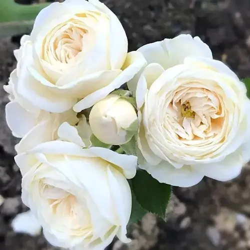 Роза АРТЕМИС шраб в Лиде