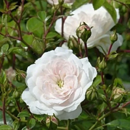 Роза СВАНИ почвопокровная в Лиде