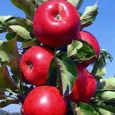Колонновидные яблони в Лиде