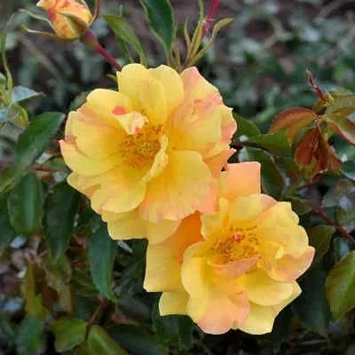 Роза АНГЕЛИНА ФРЕСКА флорибунда  в Лиде