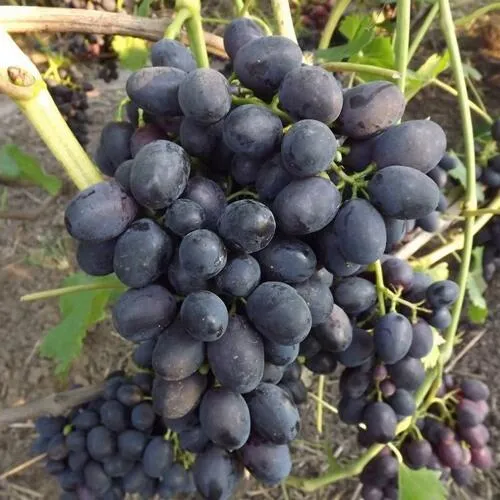 Виноград ЗАБАВА в Лиде