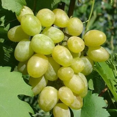 Виноград в Лиде