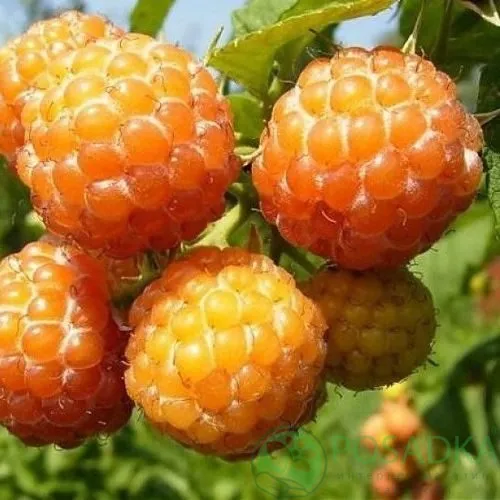 Малина КУМБЕРЛЕНД желтая в Лиде