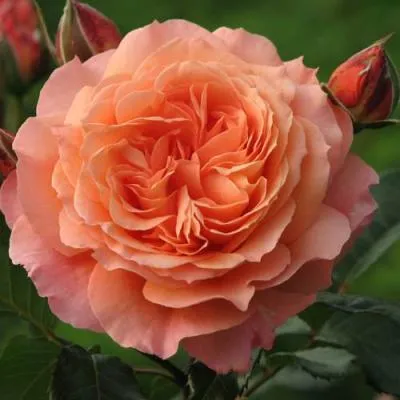 Роза шраб в Лиде